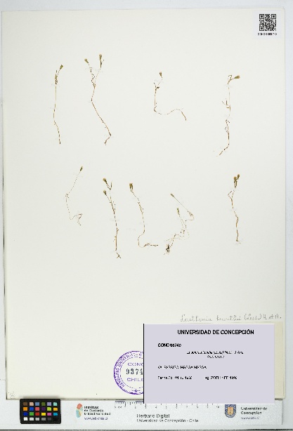 Lasthenia kunthii [Espécimen: UDEC:CONC:0093740]