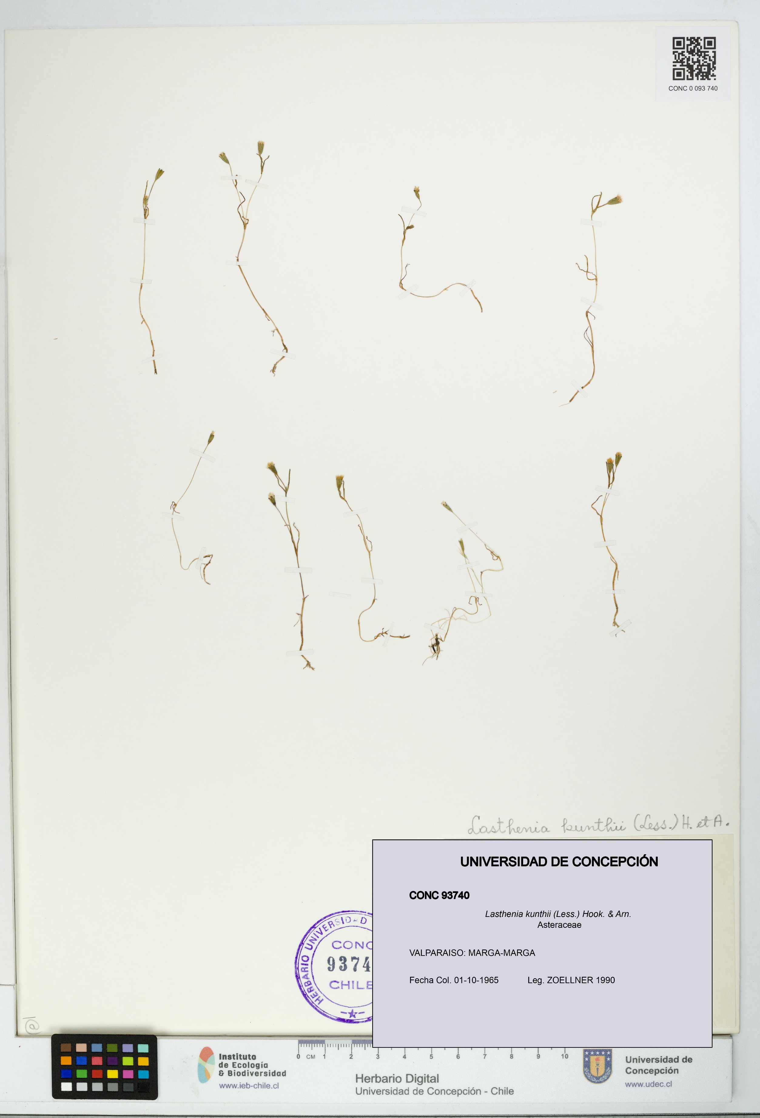 Lasthenia kunthii [Espécimen: UDEC:CONC:0093740]