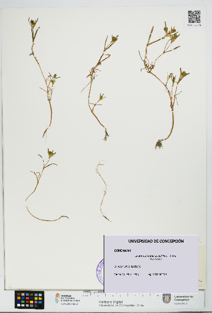 Lasthenia kunthii [Espécimen: UDEC:CONC:0093741]