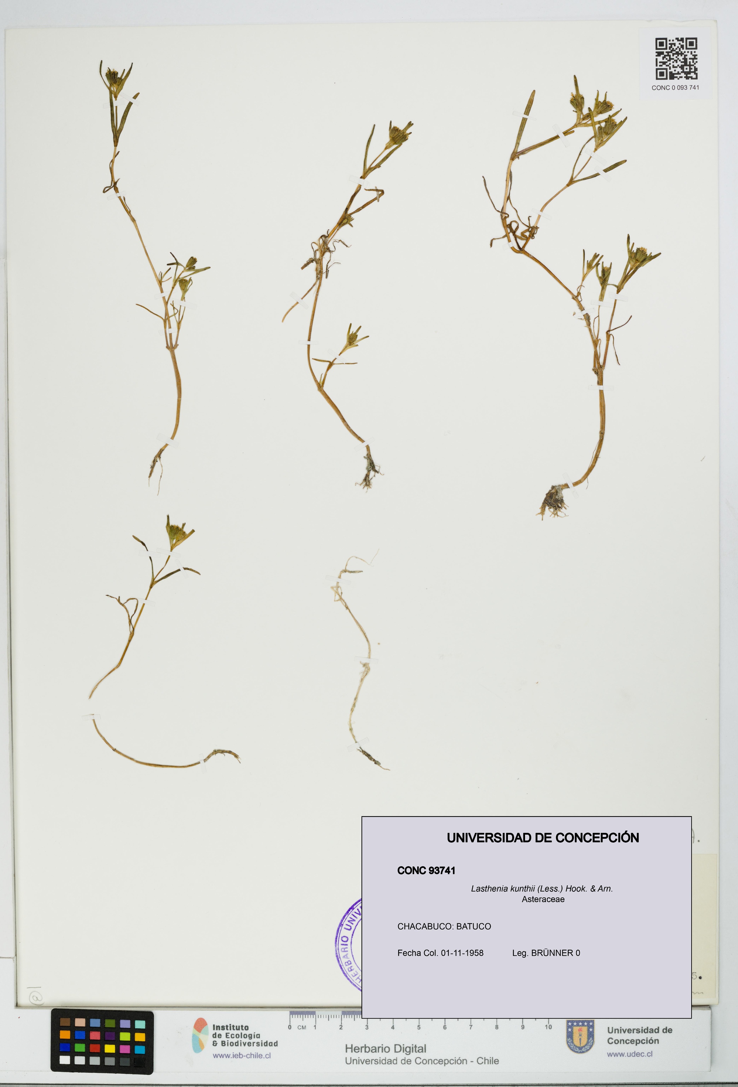 Lasthenia kunthii [Espécimen: UDEC:CONC:0093741]