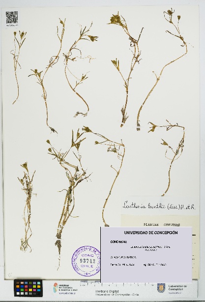 Lasthenia kunthii [Espécimen: UDEC:CONC:0093742]