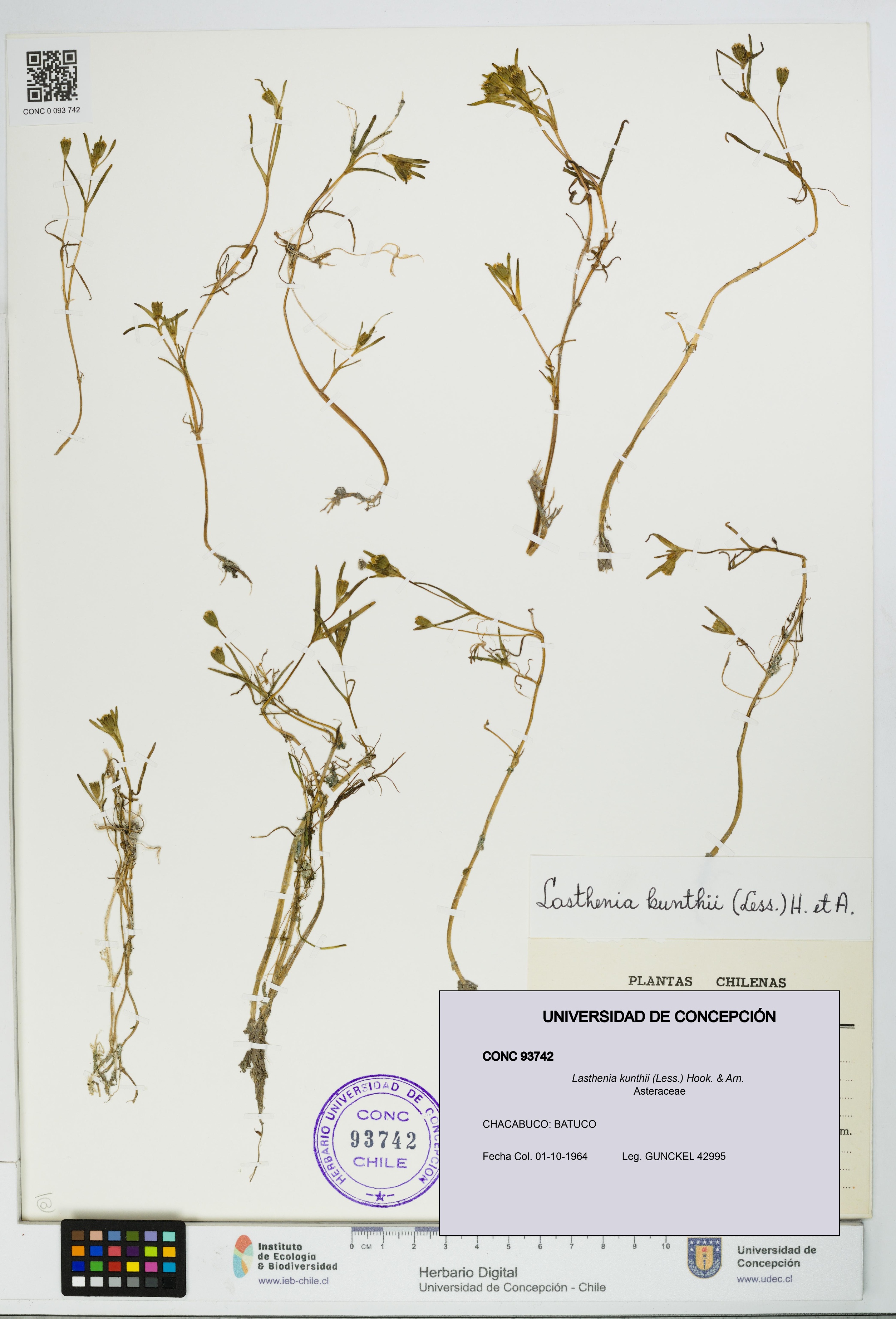 Lasthenia kunthii [Espécimen: UDEC:CONC:0093742]