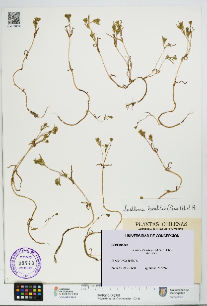 Lasthenia kunthii [Espécimen: UDEC:CONC:0093743]