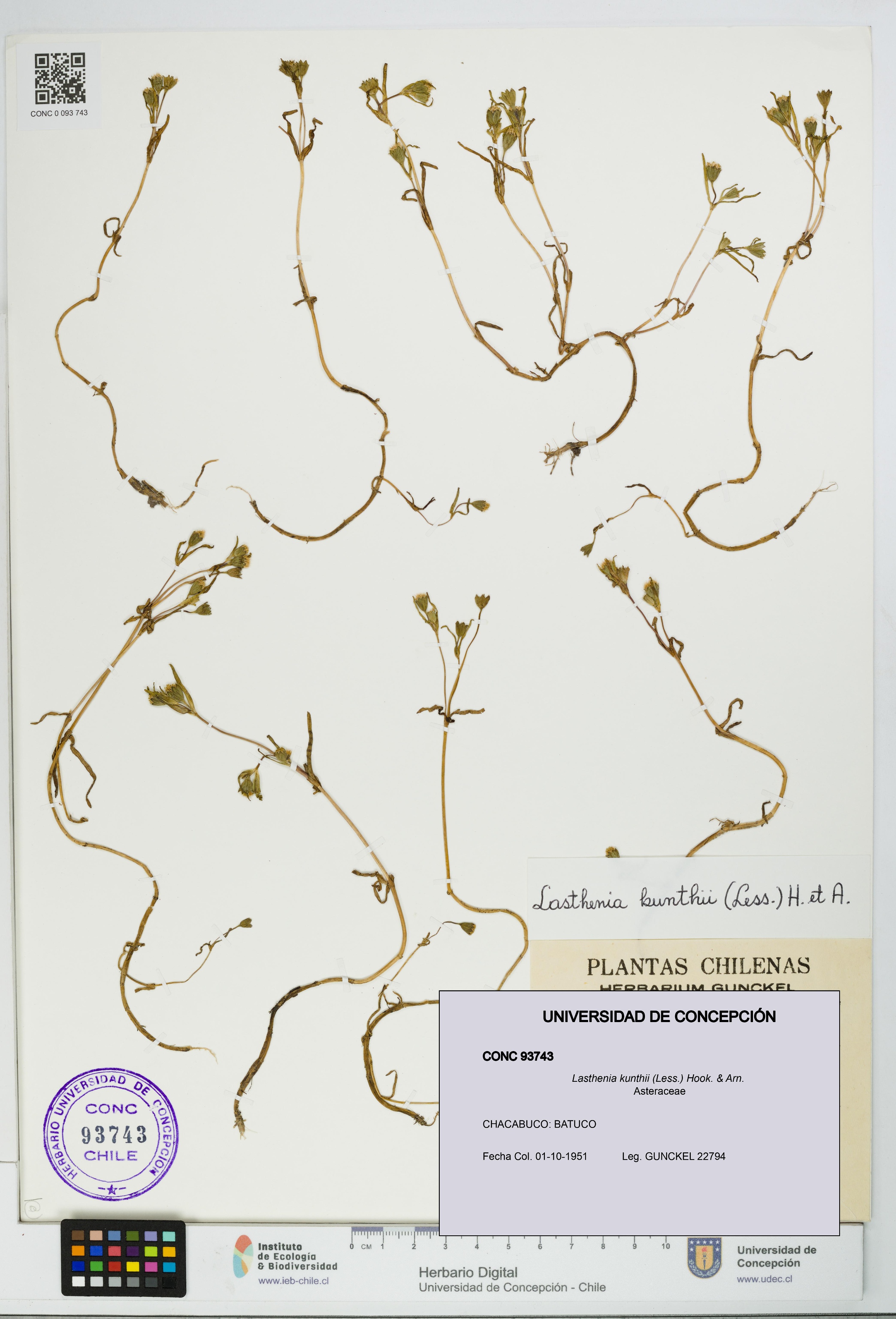 Lasthenia kunthii [Espécimen: UDEC:CONC:0093743]
