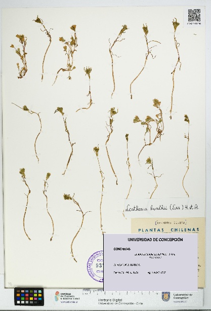 Lasthenia kunthii [Espécimen: UDEC:CONC:0093745]