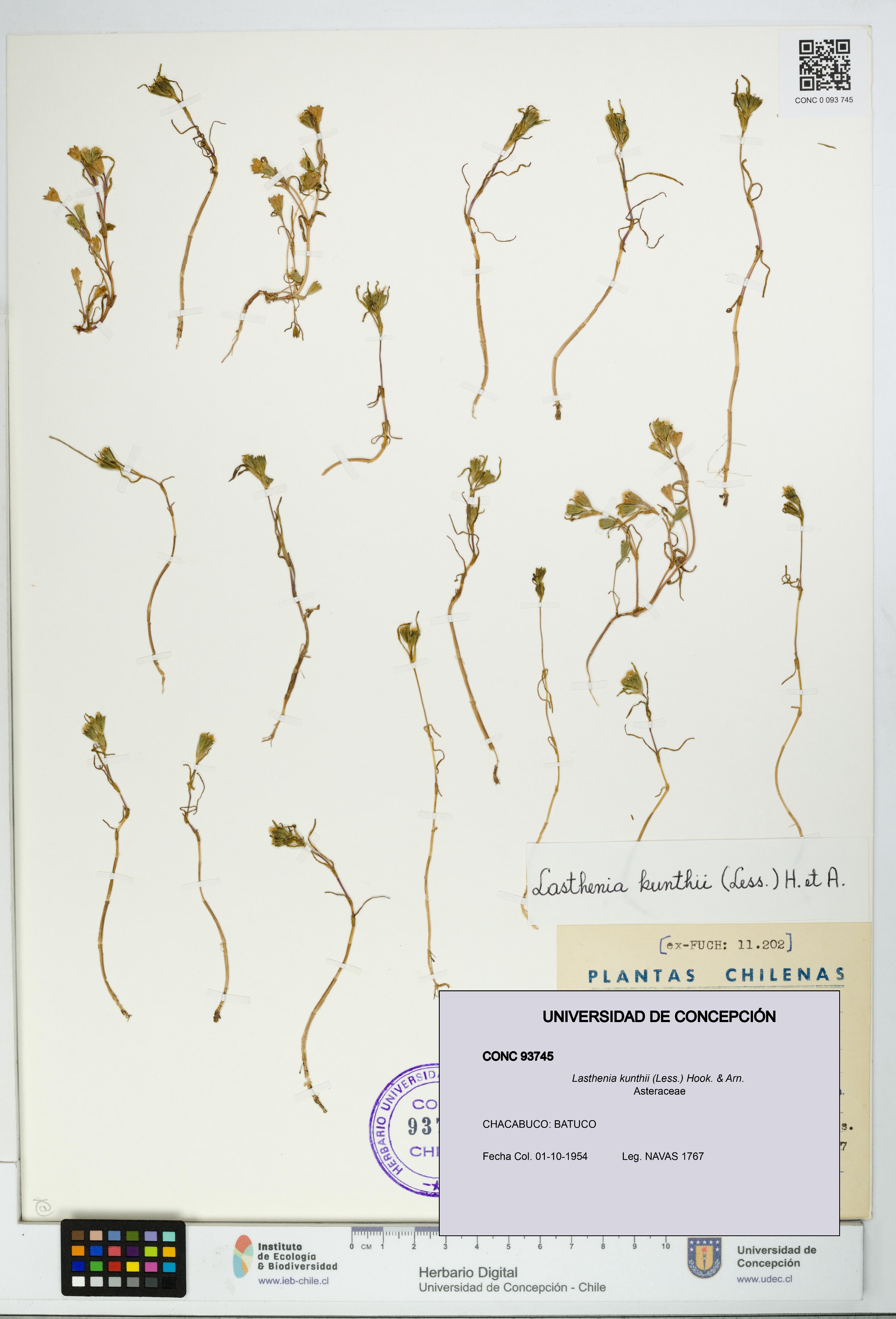 Lasthenia kunthii [Espécimen: UDEC:CONC:0093745]