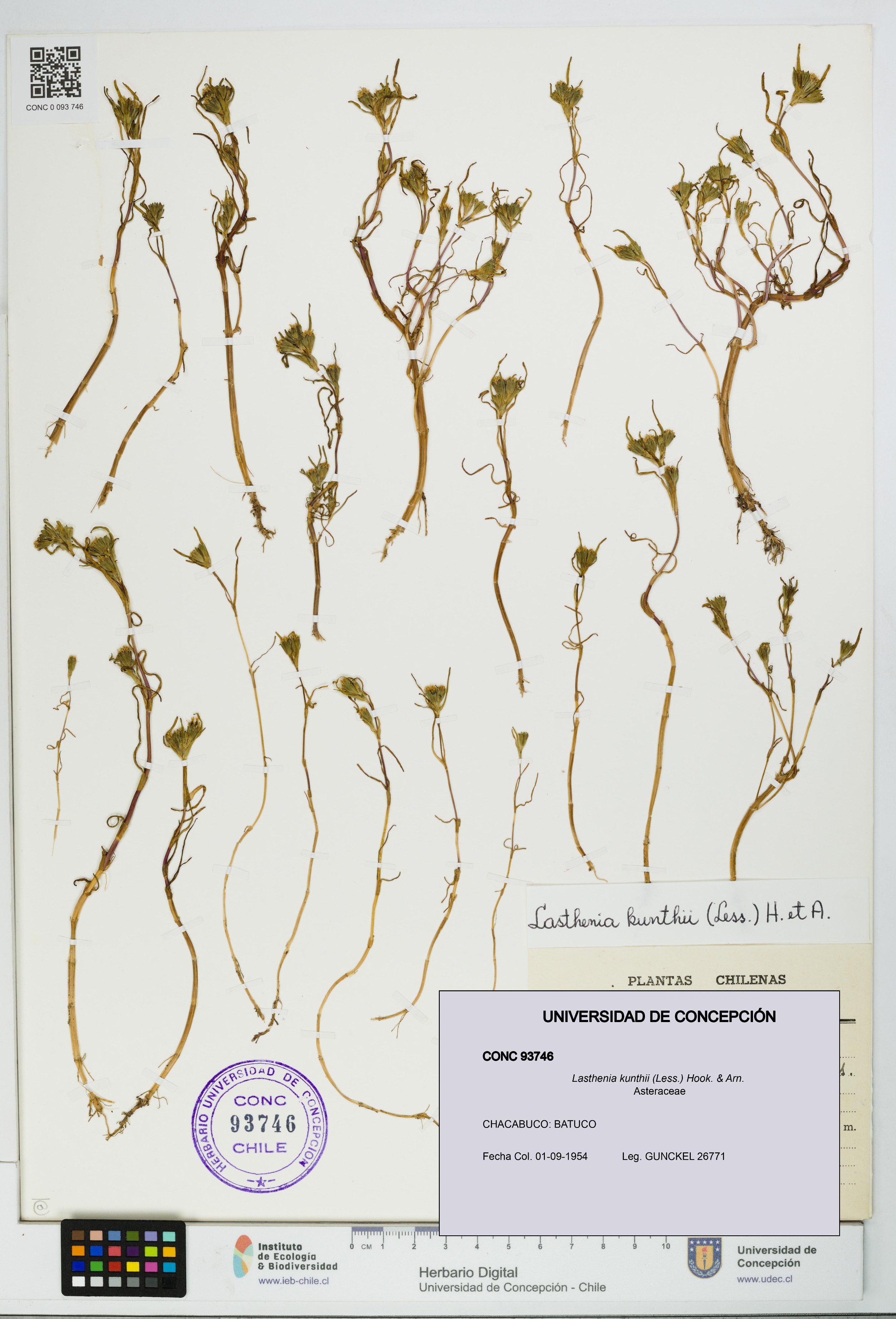 Lasthenia kunthii [Espécimen: UDEC:CONC:0093746]