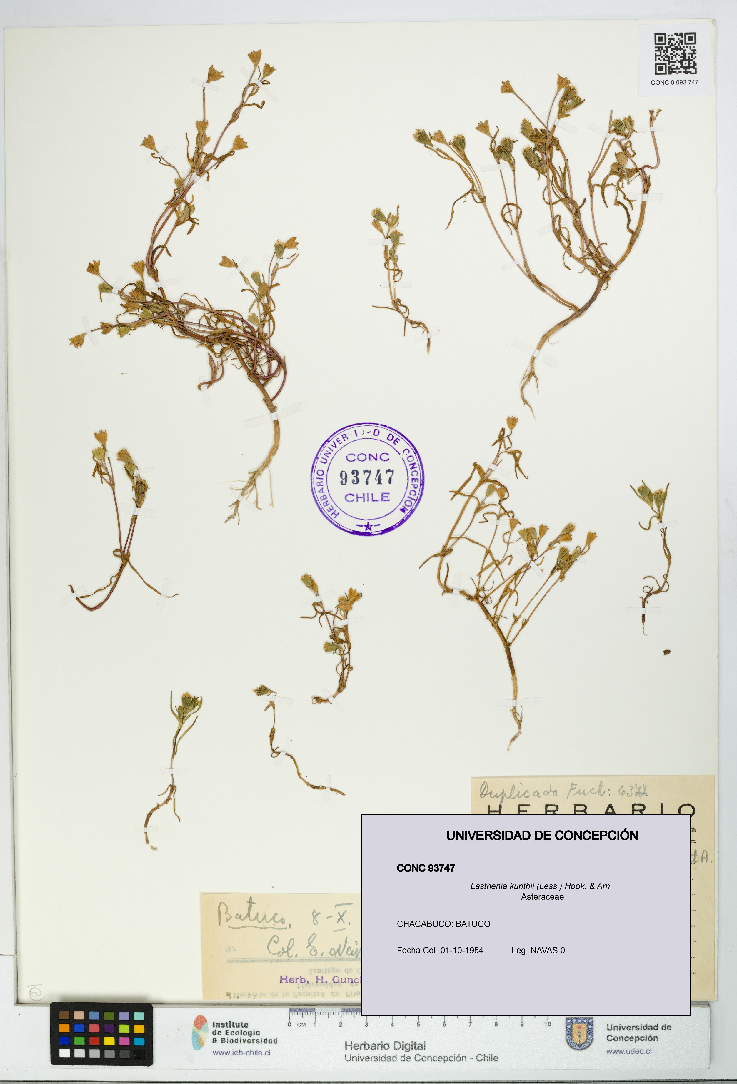 Lasthenia kunthii [Espécimen: UDEC:CONC:0093747]