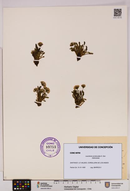 Leucheria scrobiculata [Espécimen: UDEC:CONC:0093753]