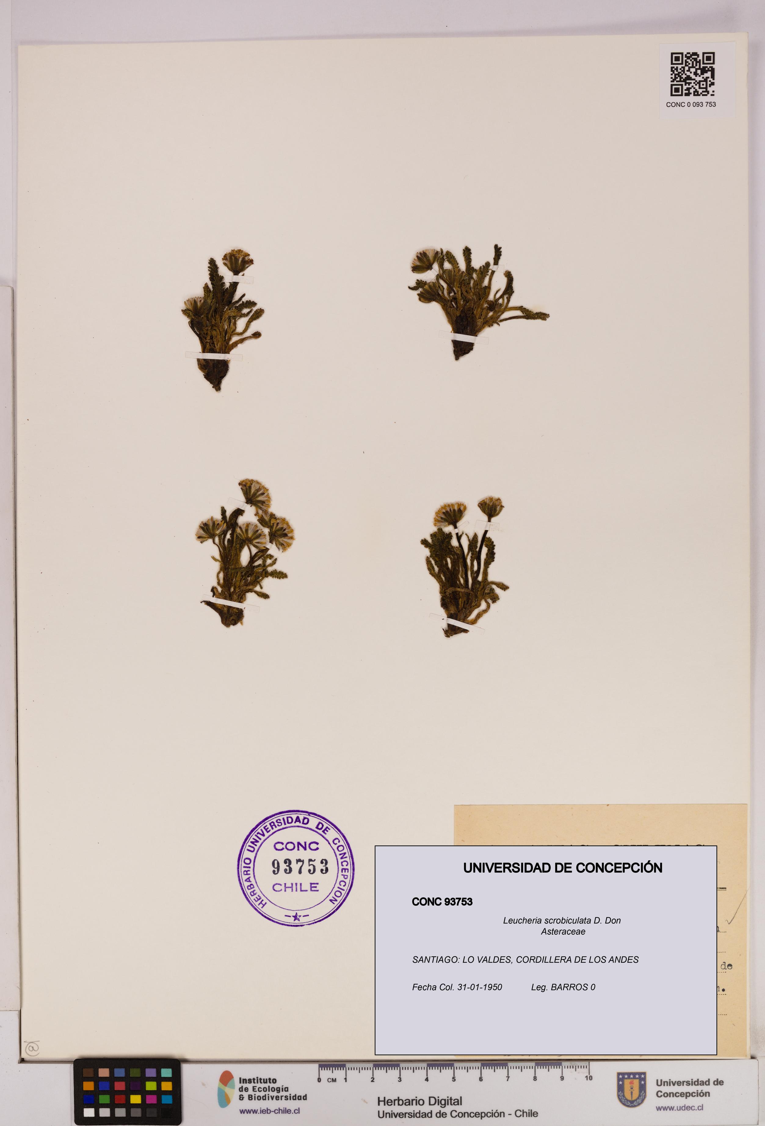 Leucheria scrobiculata [Espécimen: UDEC:CONC:0093753]