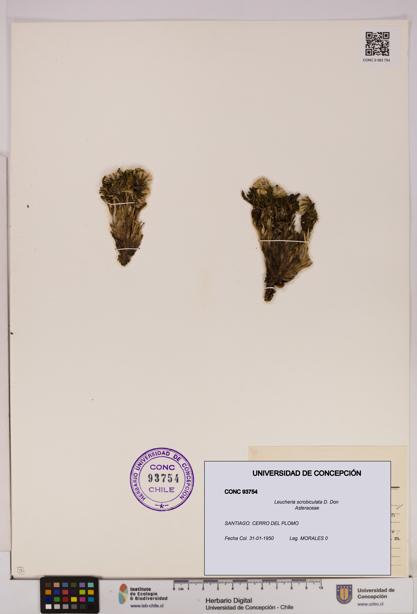 Leucheria scrobiculata [Espécimen: UDEC:CONC:0093754]