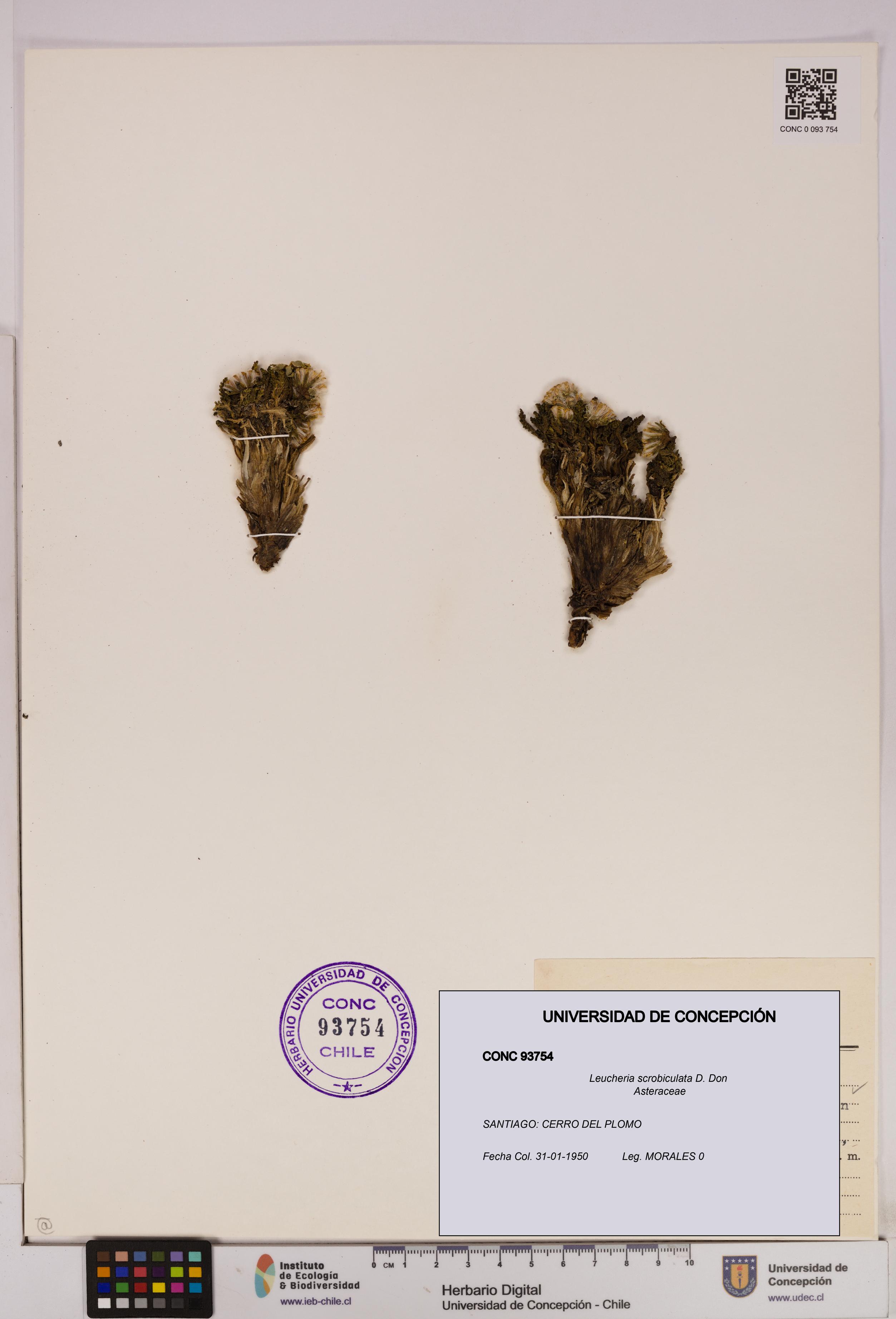 Leucheria scrobiculata [Espécimen: UDEC:CONC:0093754]