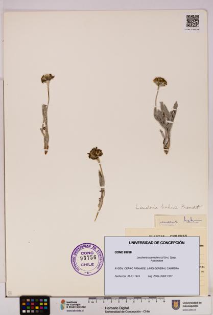 Leucheria suaveolens [Espécimen: UDEC:CONC:0093756]
