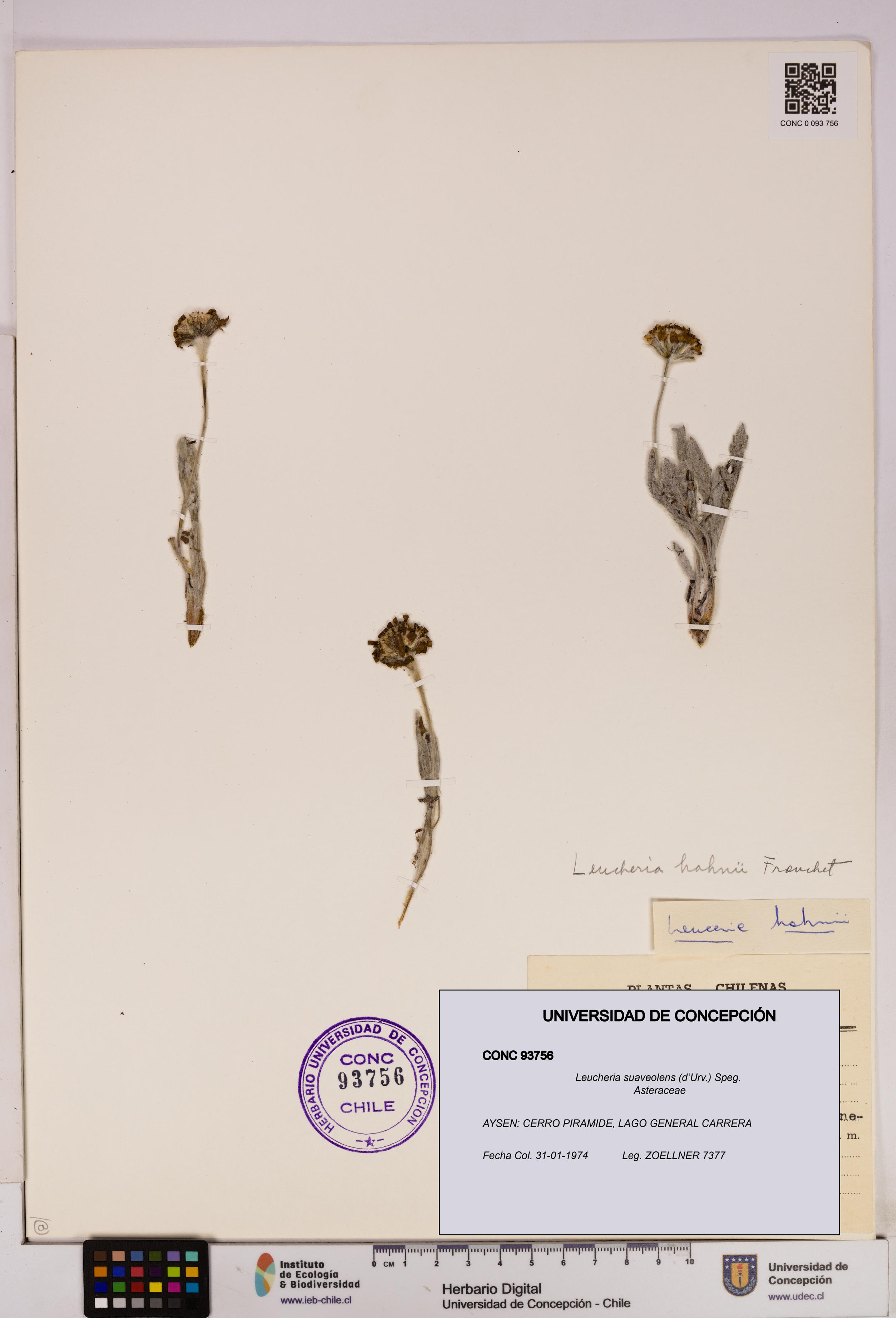 Leucheria suaveolens [Espécimen: UDEC:CONC:0093756]