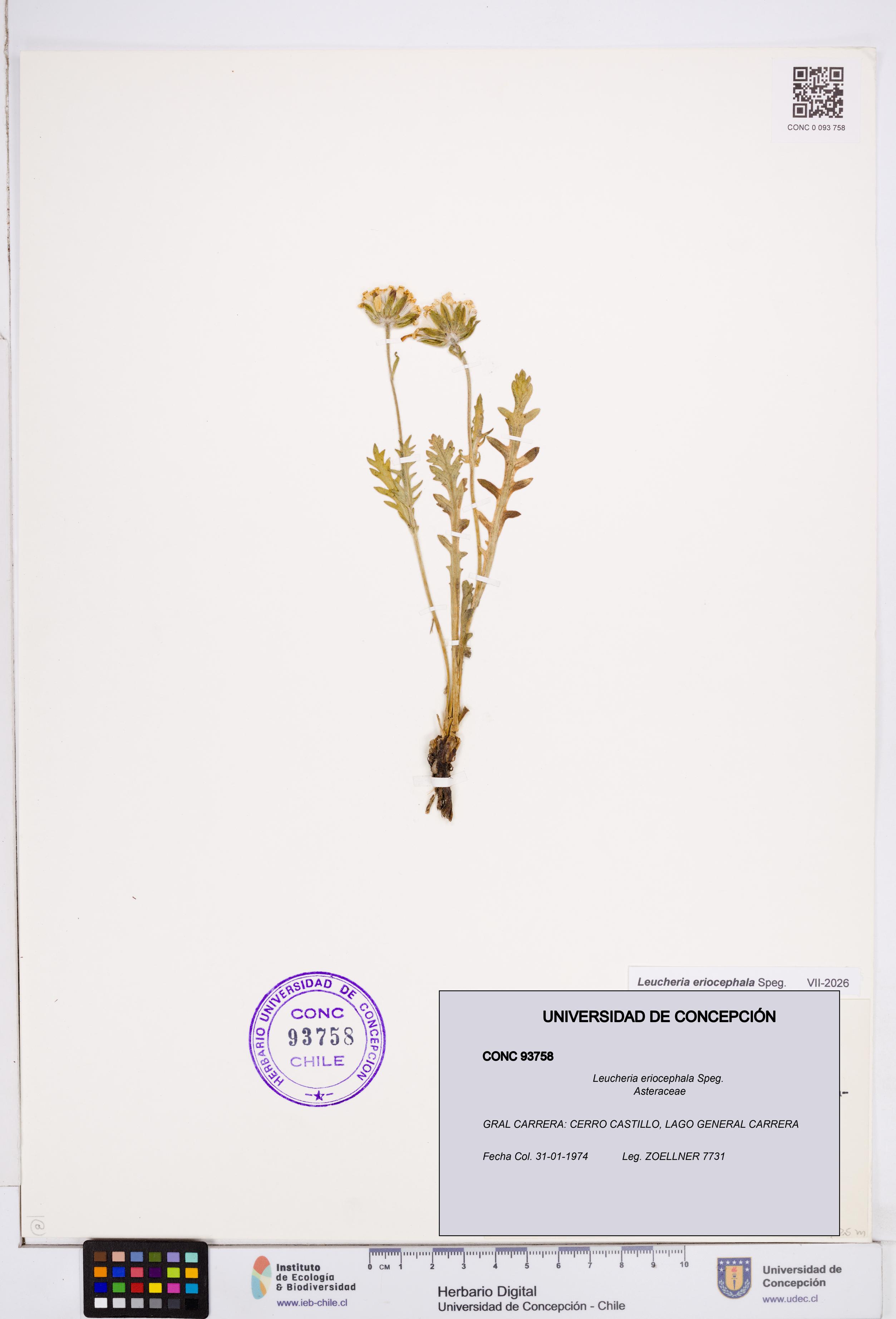 Leucheria eriocephala [Espécimen: ]