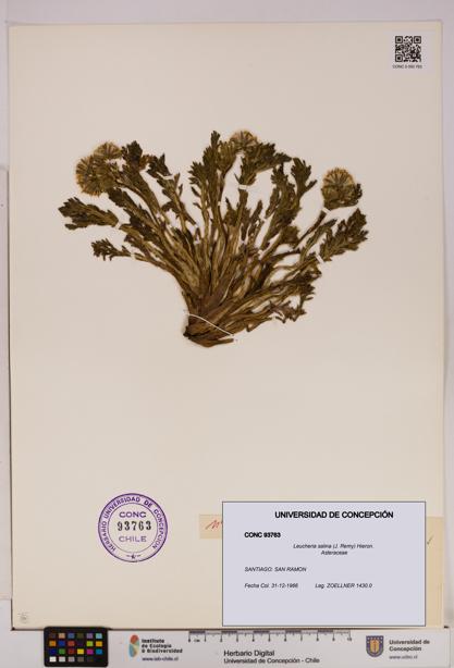 Leucheria salina [Espécimen: UDEC:CONC:0093763]