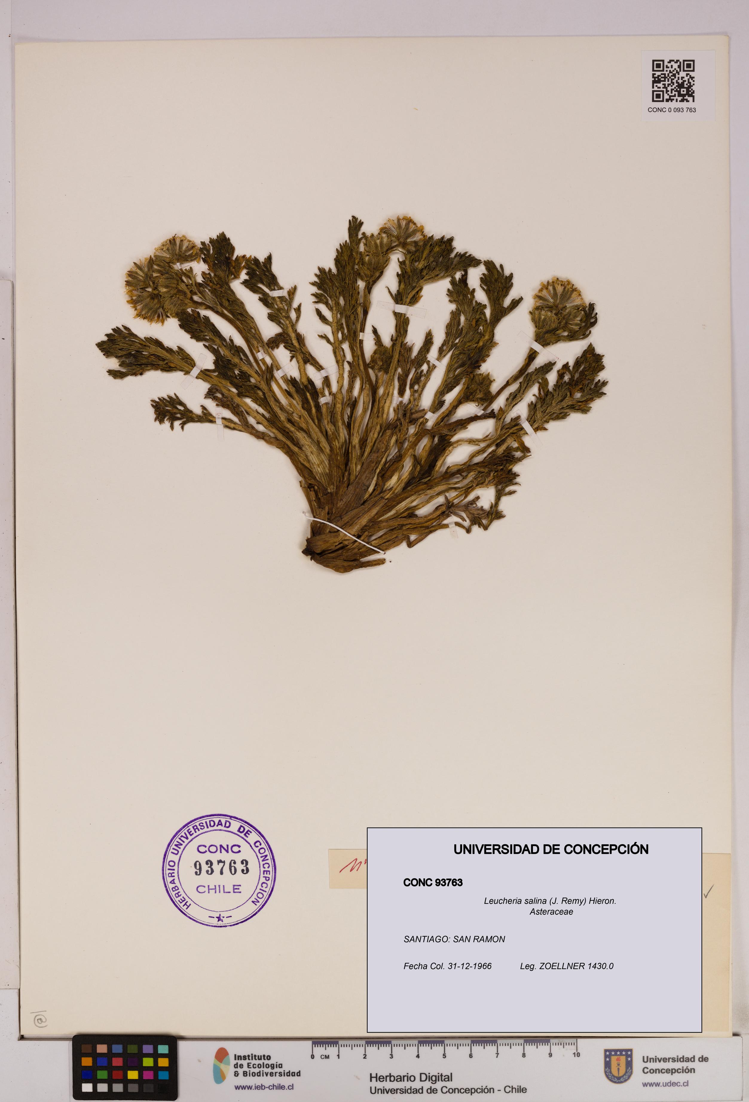 Leucheria salina [Espécimen: UDEC:CONC:0093763]