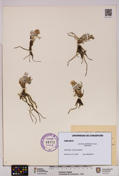 Leucheria candidissima [Espécimen: UDEC:CONC:0093772]