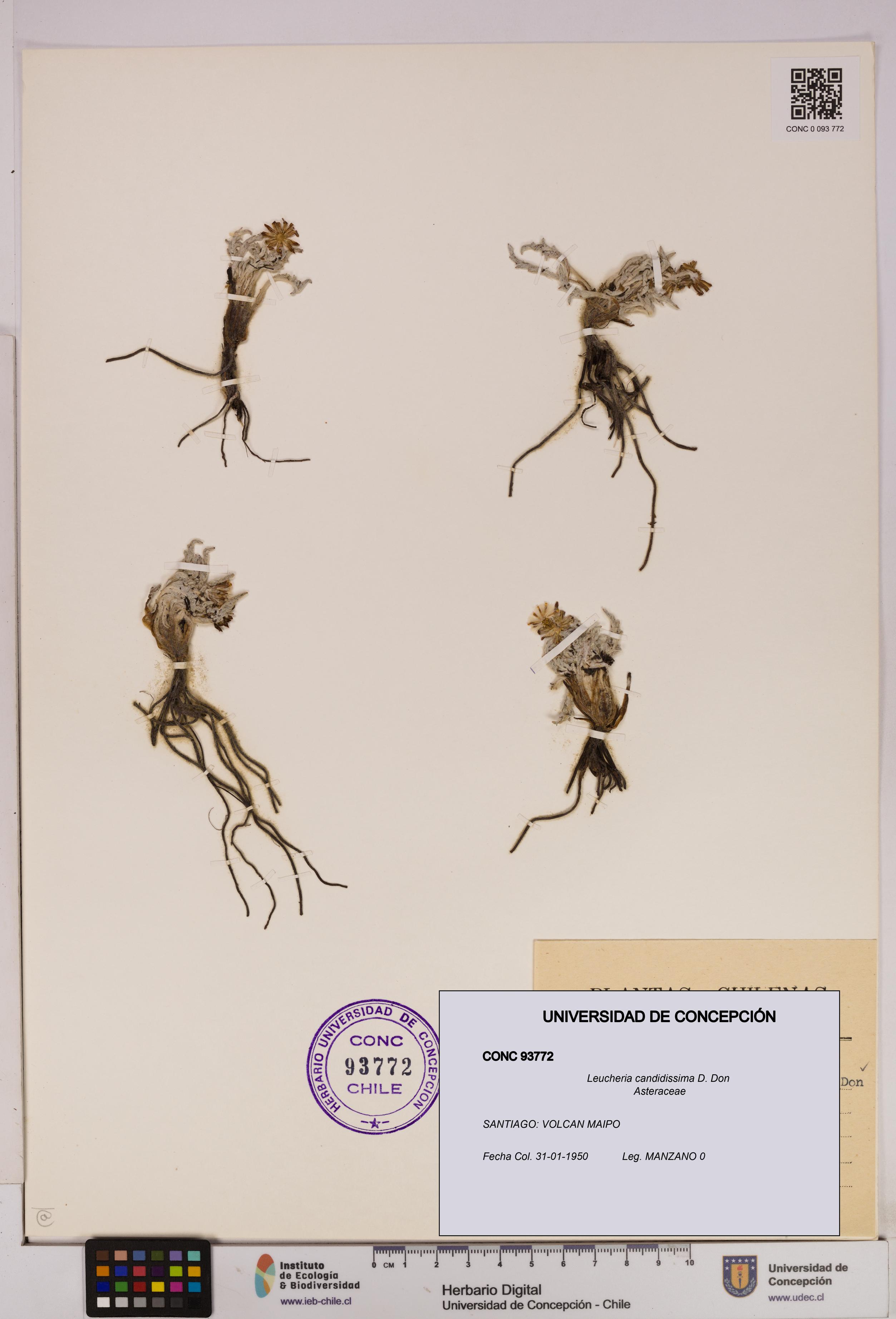 Leucheria candidissima [Espécimen: UDEC:CONC:0093772]