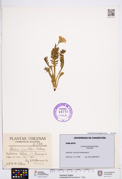Leucheria eriocephala [Espécimen: ]