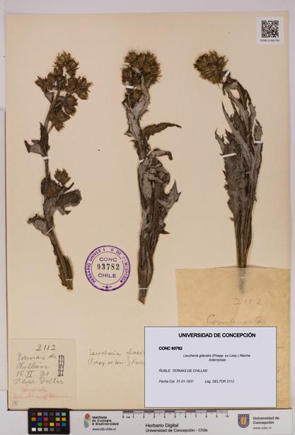 Leucheria glacialis [Espécimen: UDEC:CONC:0093782]