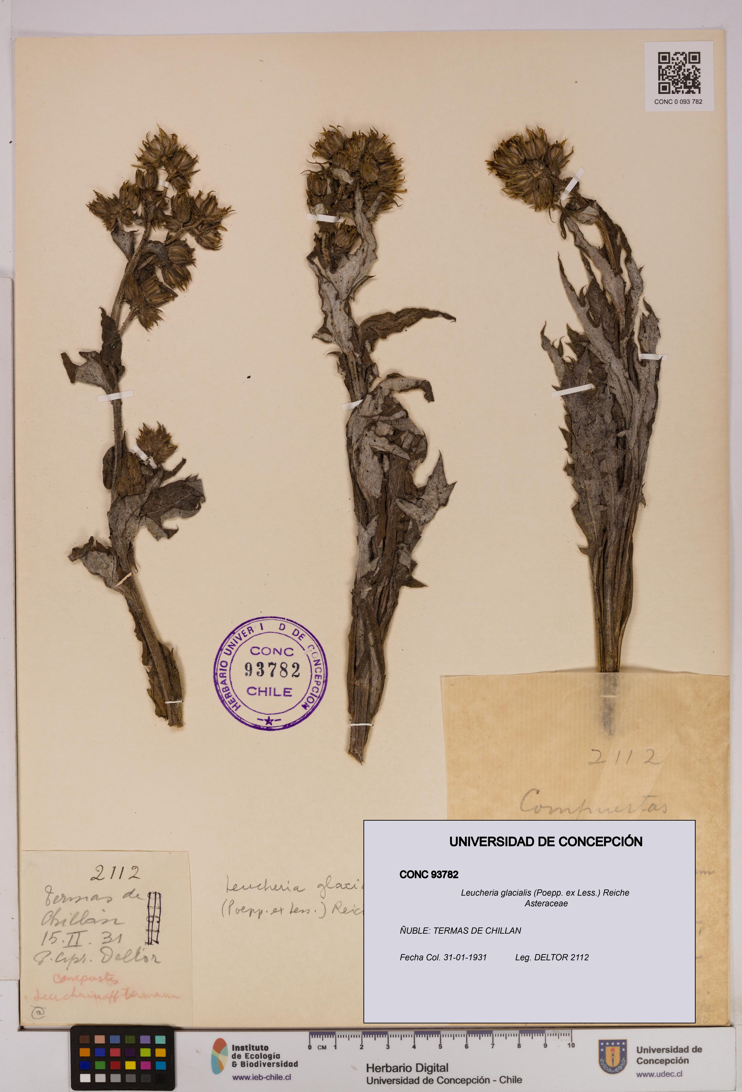 Leucheria glacialis [Espécimen: UDEC:CONC:0093782]