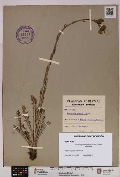 Leucheria glacialis [Espécimen: UDEC:CONC:0093792]