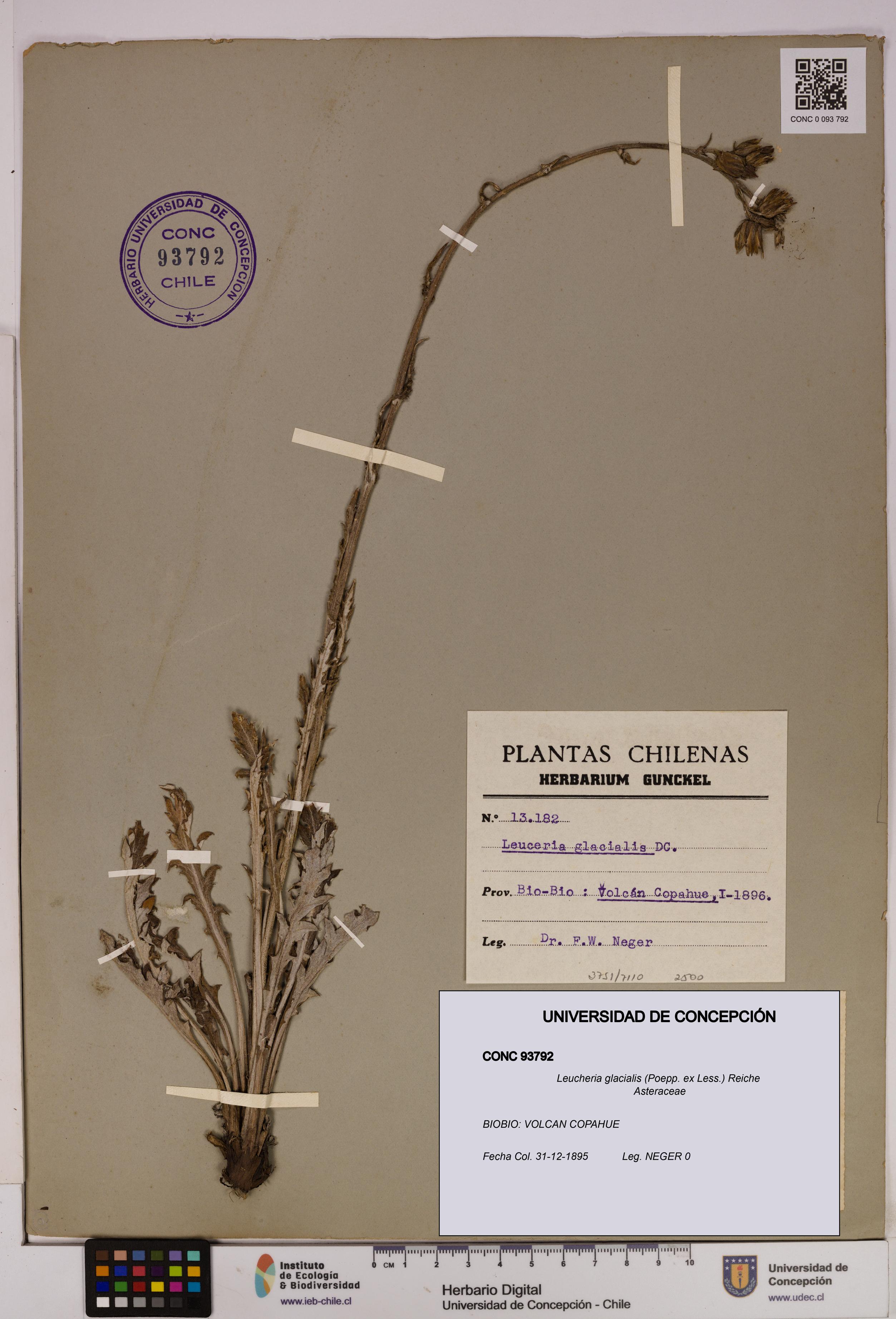 Leucheria glacialis [Espécimen: UDEC:CONC:0093792]