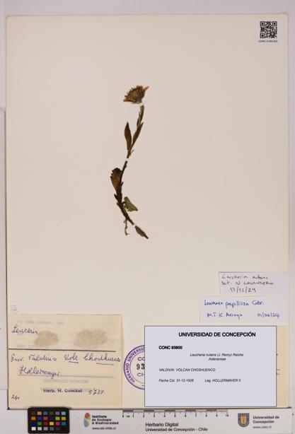 Leucheria nutans [Espécimen: UDEC:CONC:0093800]