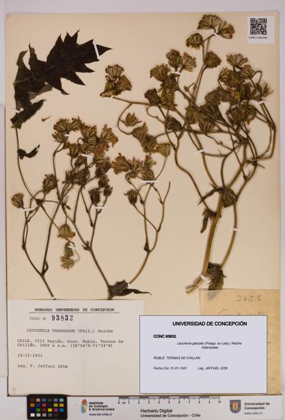 Leucheria glacialis [Espécimen: UDEC:CONC:0093832]