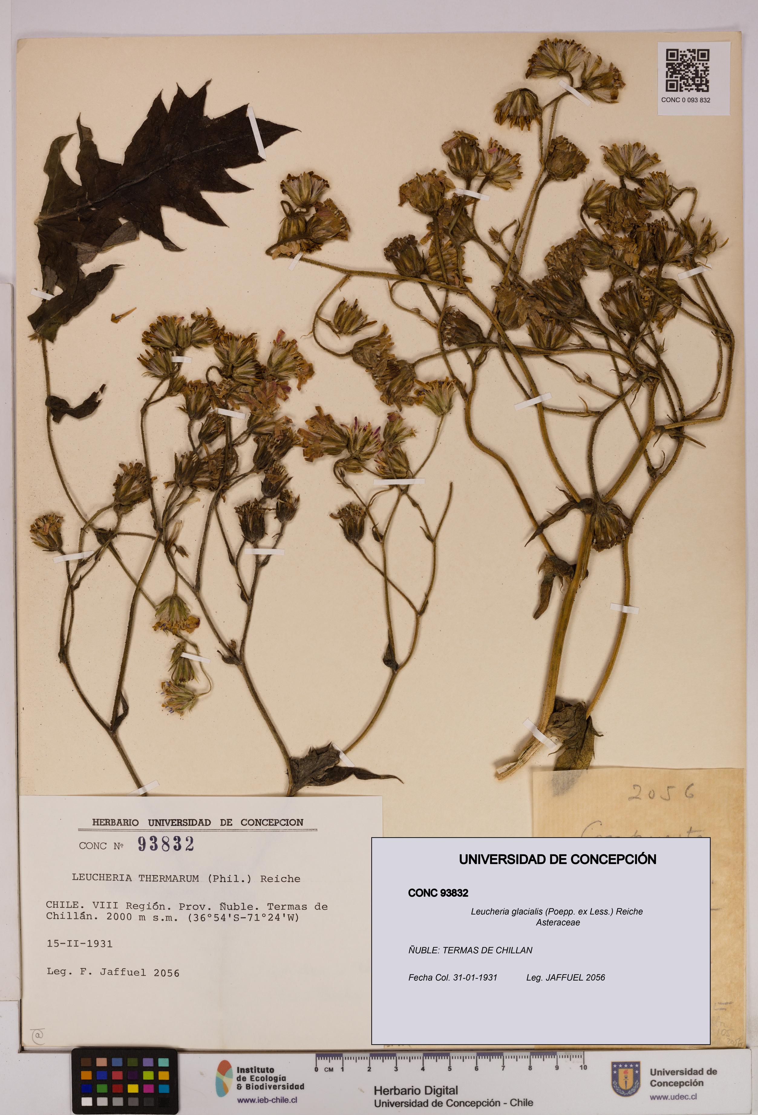 Leucheria glacialis [Espécimen: UDEC:CONC:0093832]