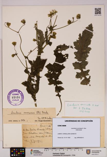 Leucheria runcinata [Espécimen: UDEC:CONC:0093836]