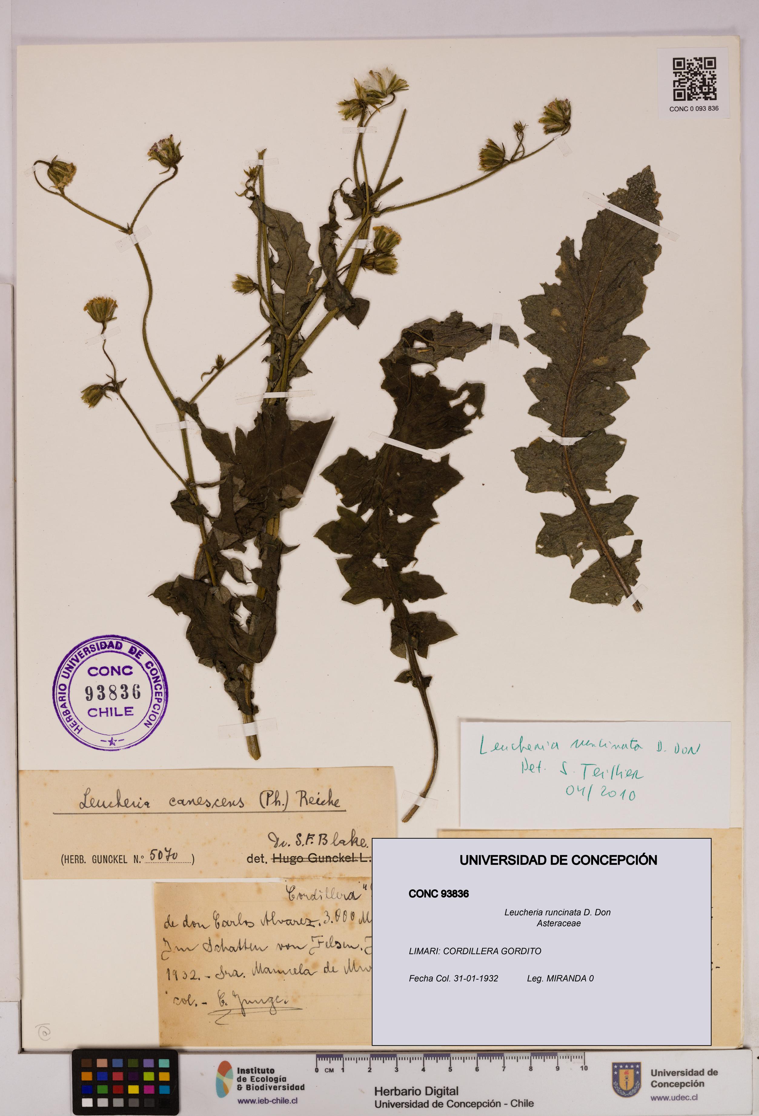 Leucheria runcinata [Espécimen: UDEC:CONC:0093836]