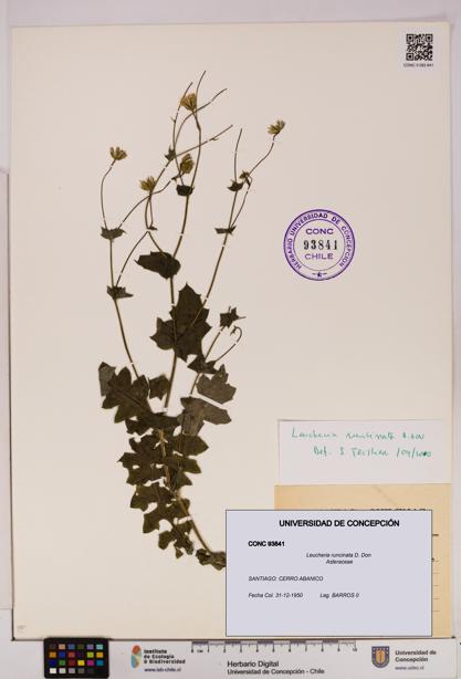 Leucheria runcinata [Espécimen: UDEC:CONC:0093841]