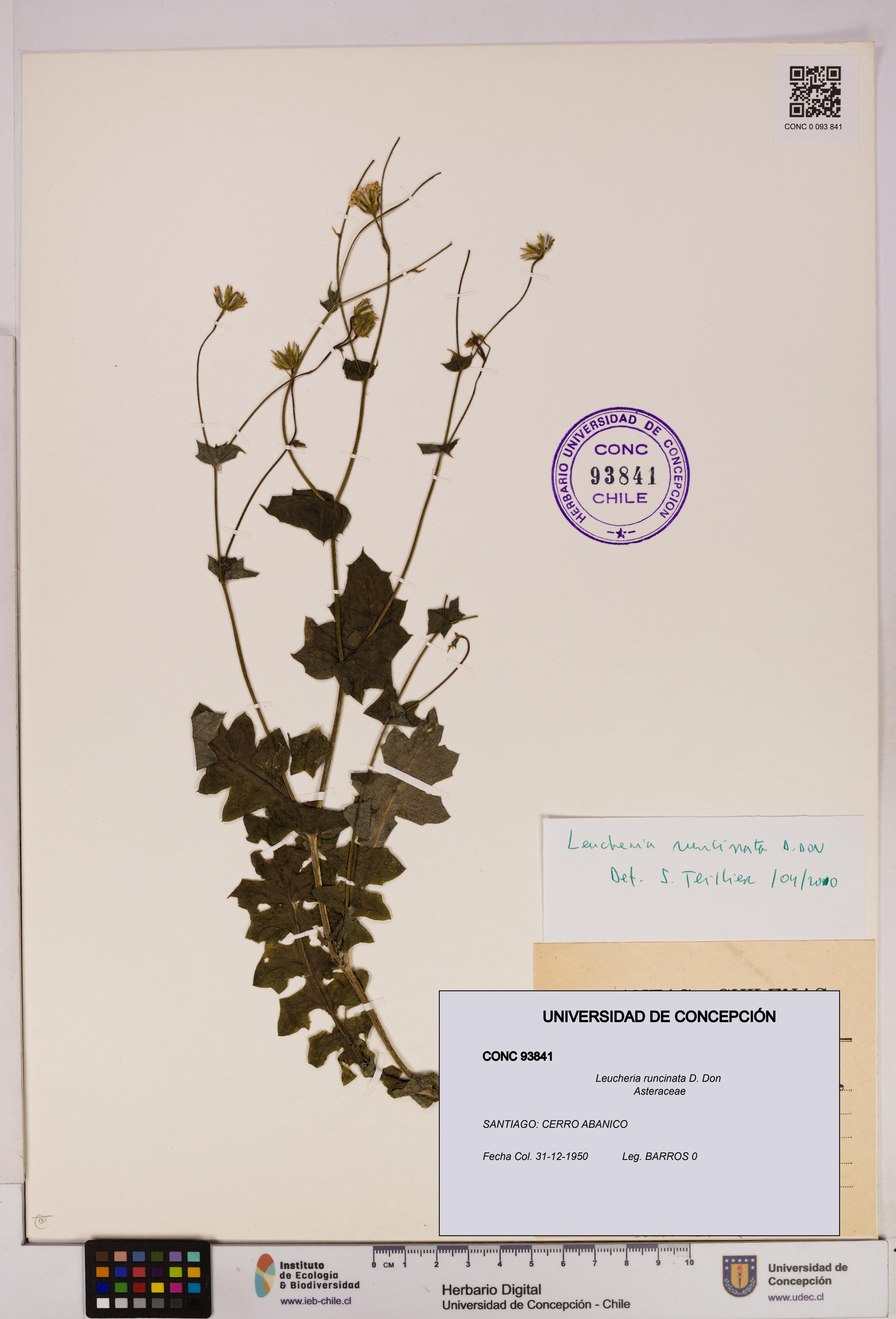 Leucheria runcinata [Espécimen: UDEC:CONC:0093841]