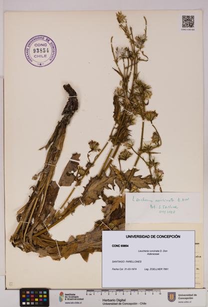 Leucheria runcinata [Espécimen: UDEC:CONC:0093854]