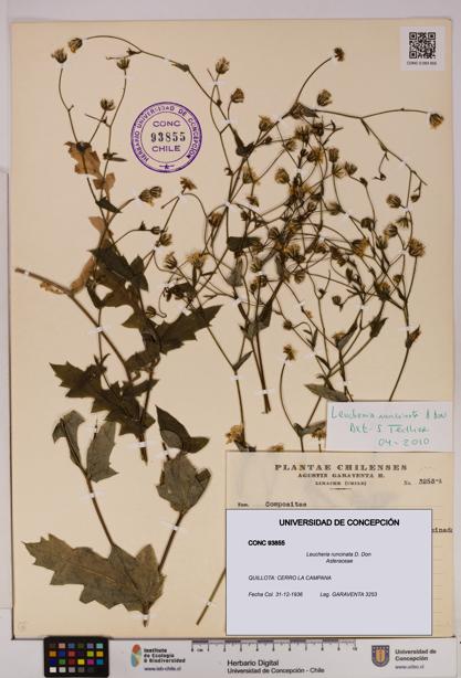Leucheria runcinata [Espécimen: UDEC:CONC:0093855]