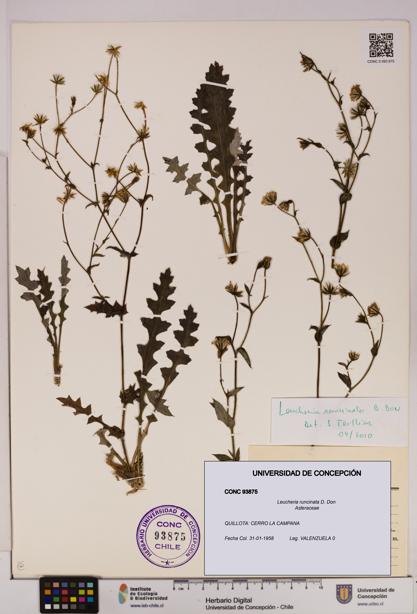 Leucheria runcinata [Espécimen: UDEC:CONC:0093875]