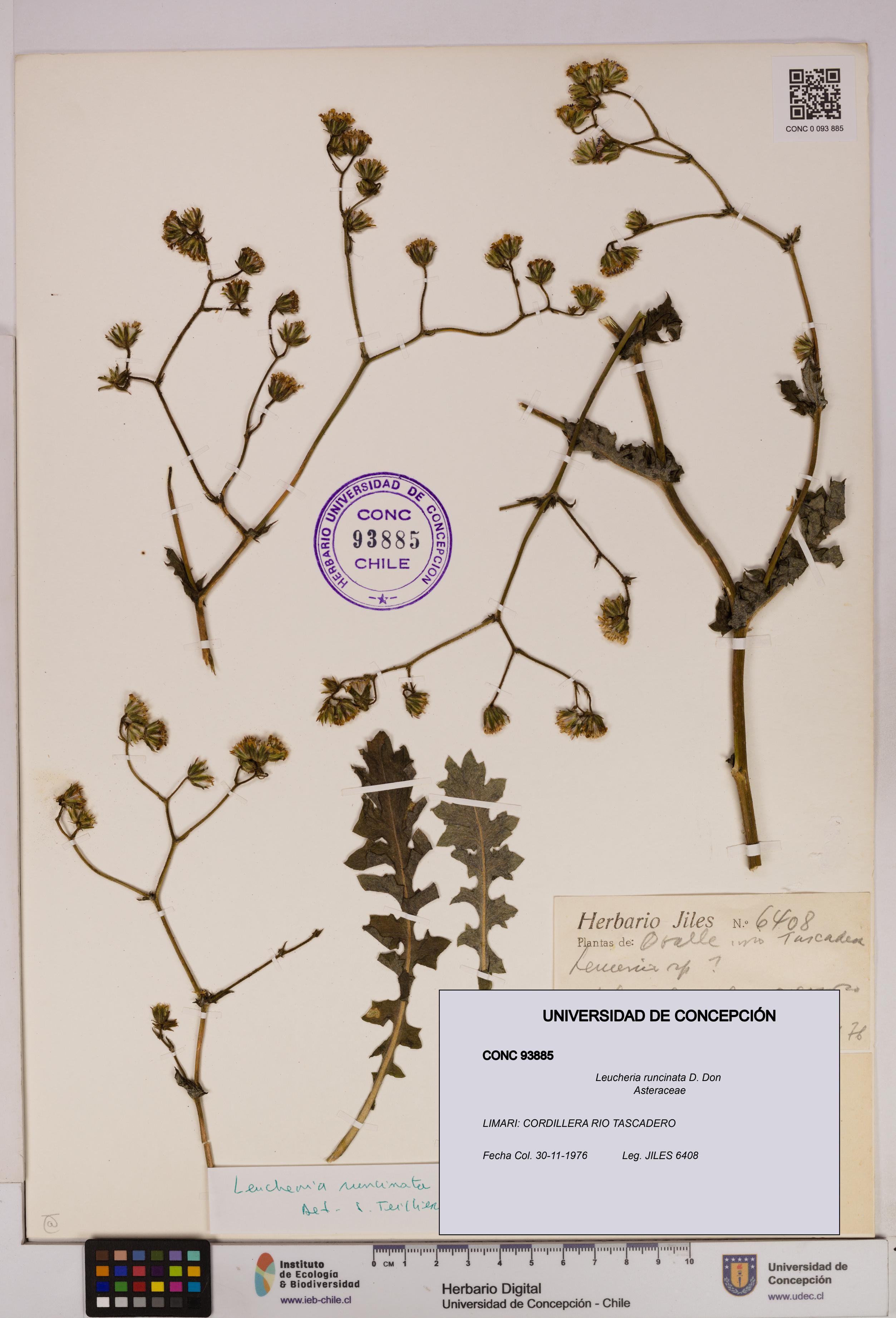 Leucheria runcinata [Espécimen: UDEC:CONC:0093885]