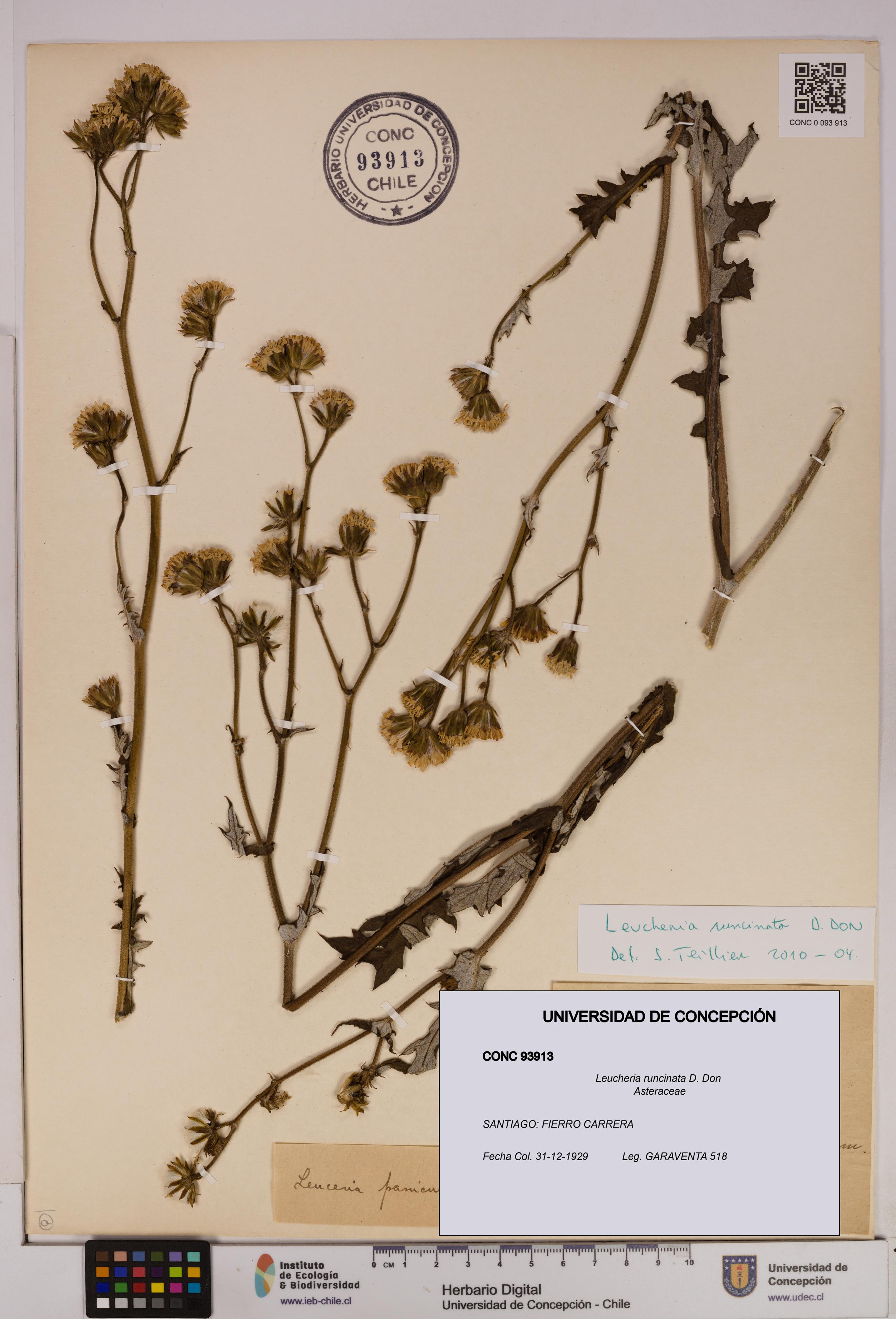 Leucheria runcinata [Espécimen: UDEC:CONC:0093913]