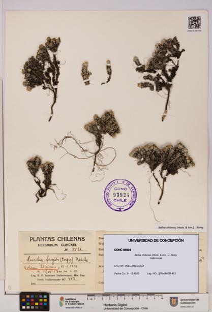 Belloa chilensis [Espécimen: UDEC:CONC:0093924]