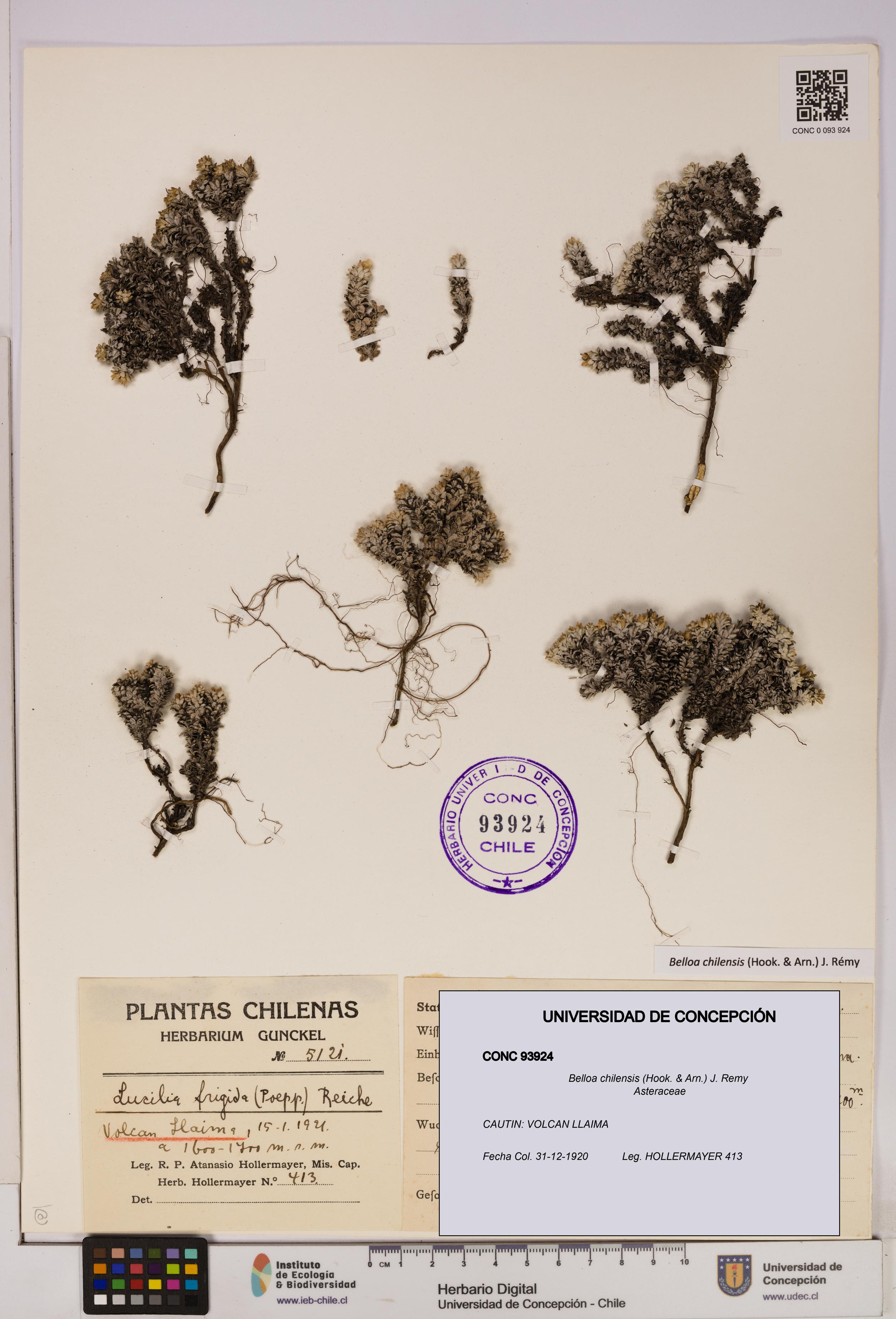 Belloa chilensis [Espécimen: UDEC:CONC:0093924]