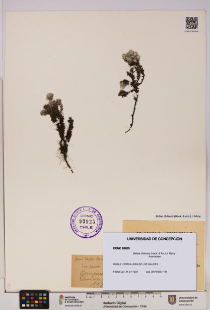 Belloa chilensis [Espécimen: UDEC:CONC:0093925]