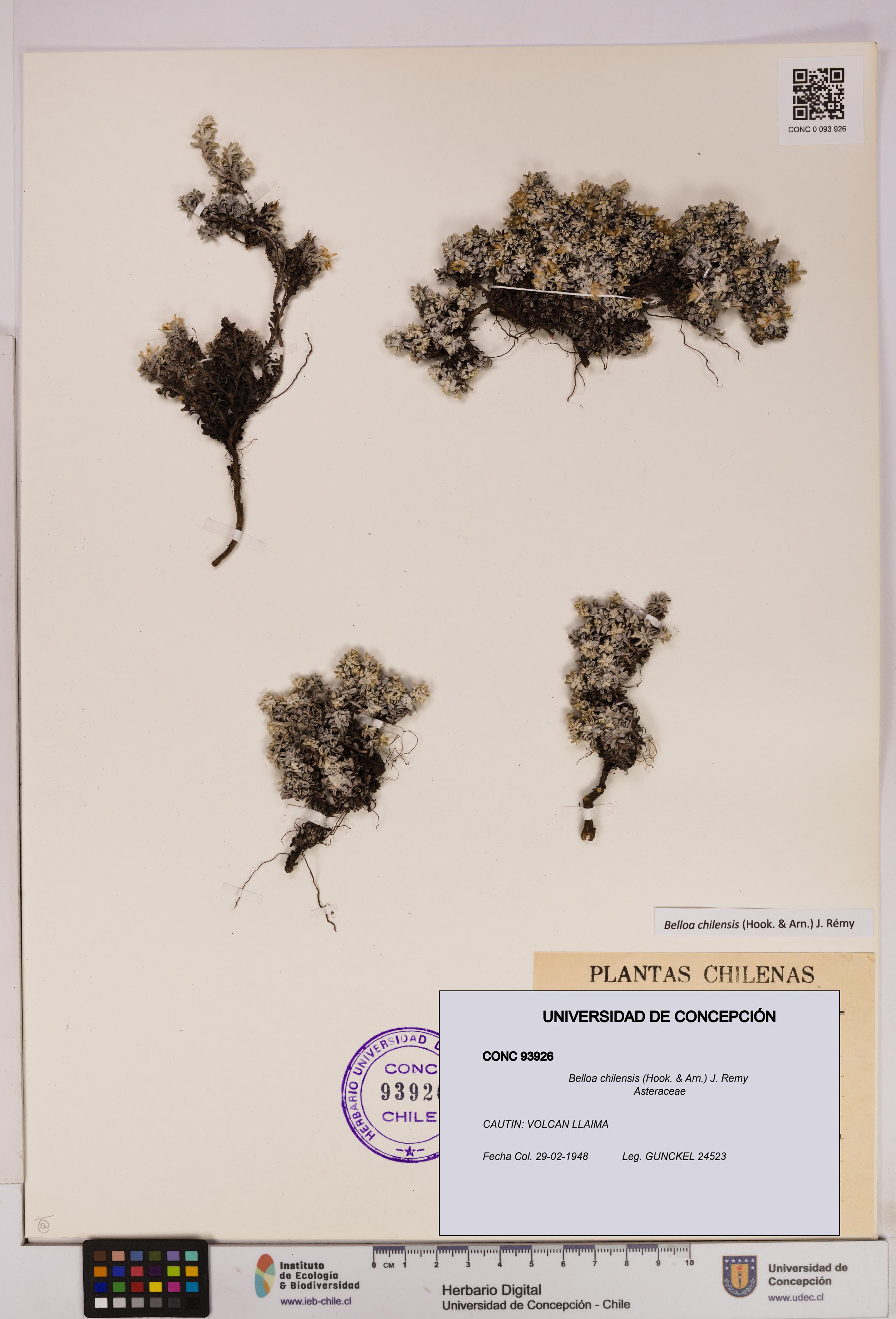 Belloa chilensis [Espécimen: UDEC:CONC:0093926]