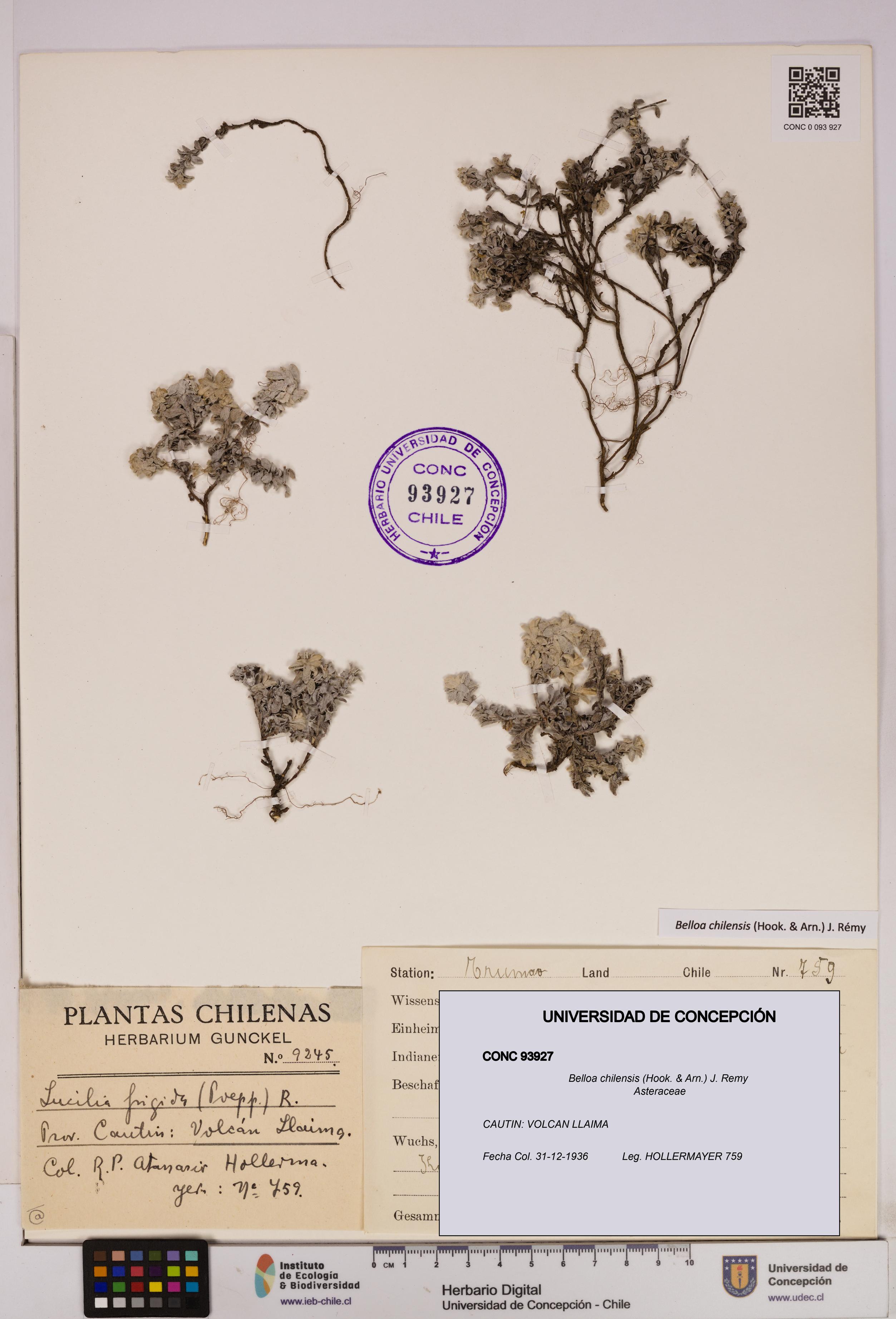 Belloa chilensis [Espécimen: UDEC:CONC:0093927]