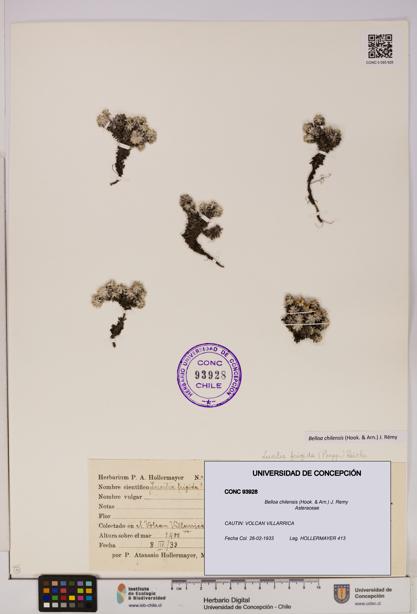 Belloa chilensis [Espécimen: UDEC:CONC:0093928]