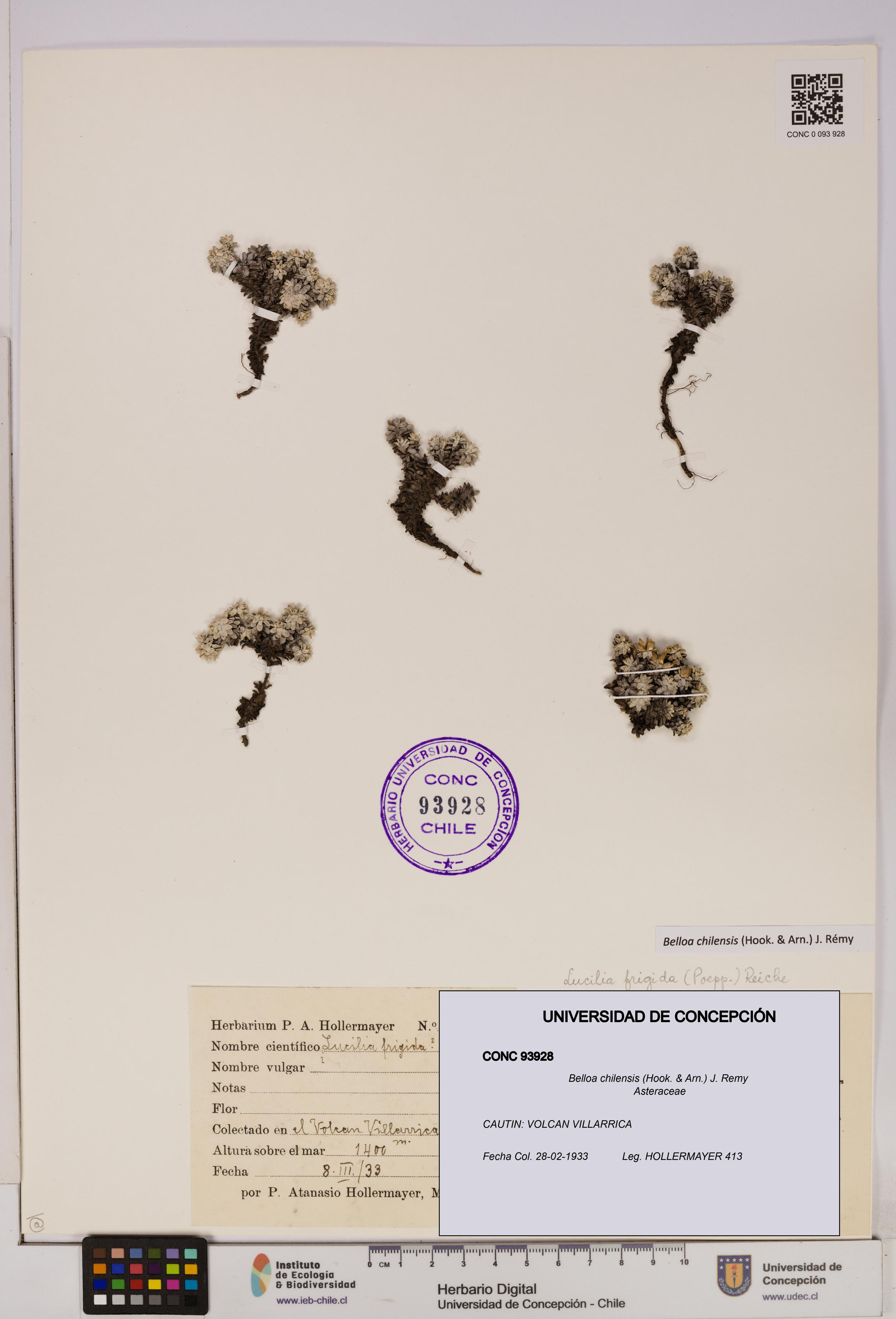 Belloa chilensis [Espécimen: UDEC:CONC:0093928]