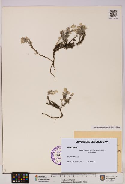 Belloa chilensis [Espécimen: UDEC:CONC:0093929]