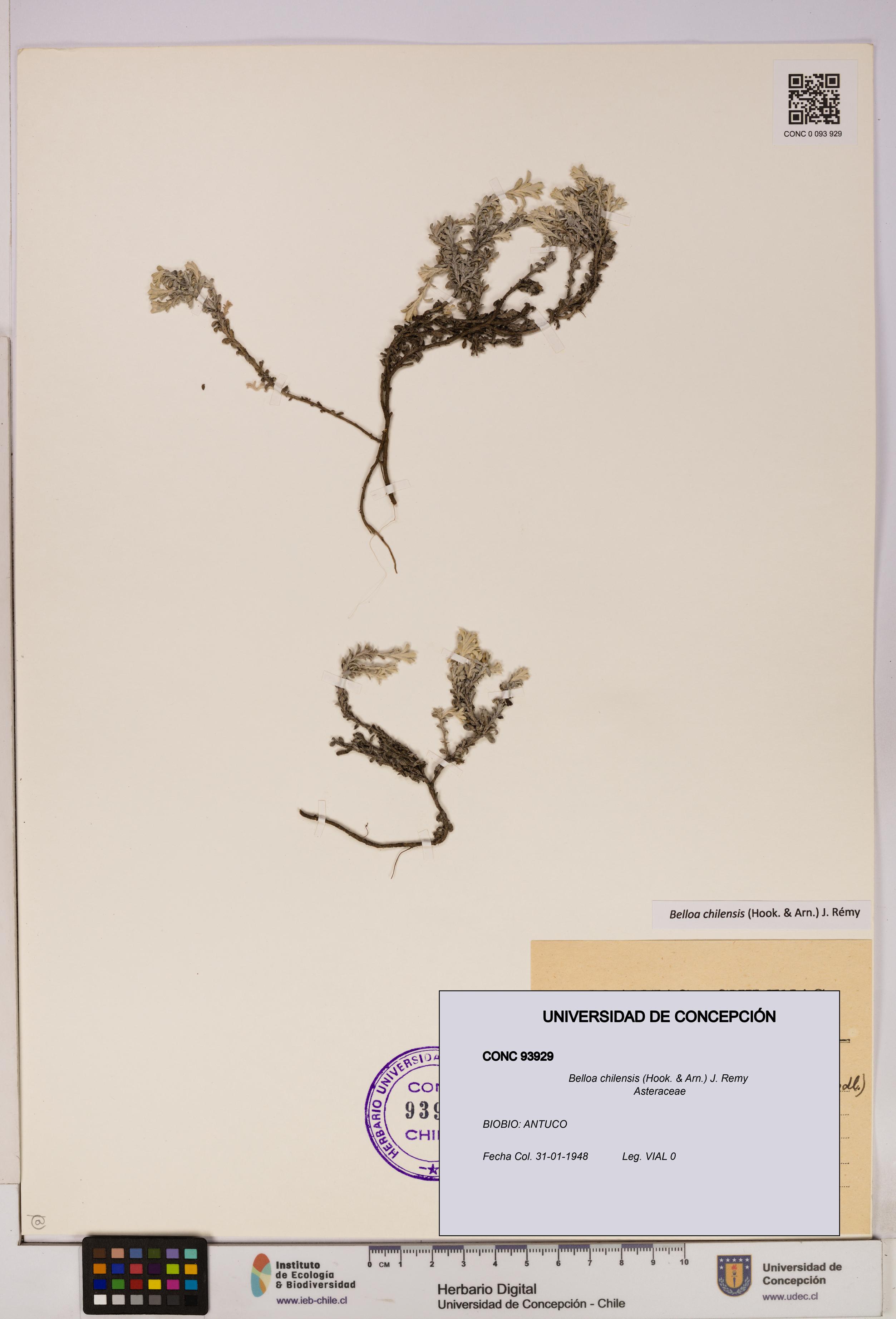 Belloa chilensis [Espécimen: UDEC:CONC:0093929]