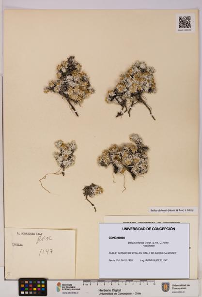 Belloa chilensis [Espécimen: UDEC:CONC:0093930]